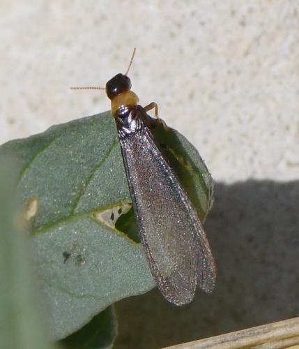 Kalotermes flavicollis